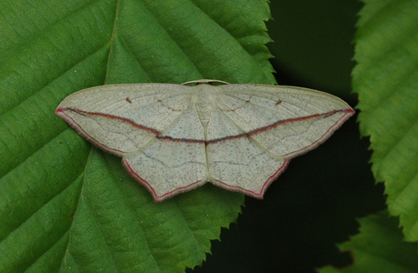 Ampferspanner (Timandra comae) - © Leo Kuzmits